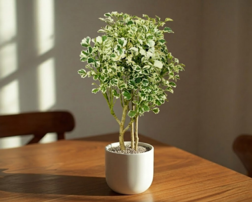 SBL - ARALIA VARIEGATED